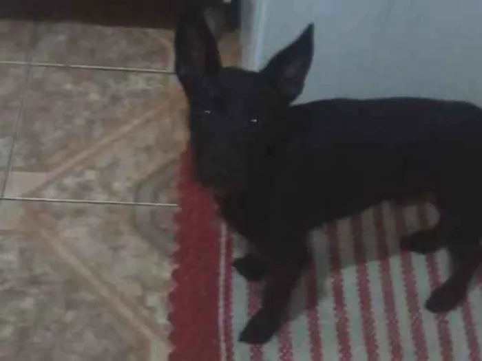 Cachorro ra a Vira lata  idade 2 a 6 meses nome Naruto
