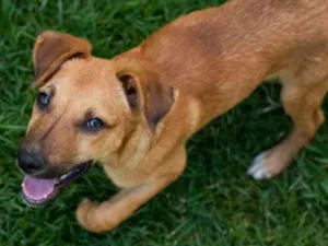 Cachorro raça SRD idade 2 a 6 meses nome Thor