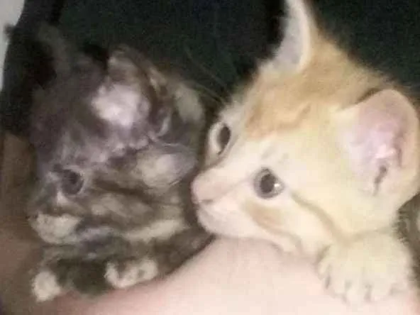 Gato ra a  idade Abaixo de 2 meses nome Fofinhos