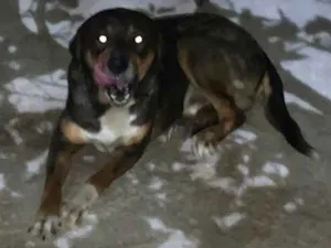 Cachorro raça Pastor alemão mist. Rottweiler idade 1 ano nome Leopardo 