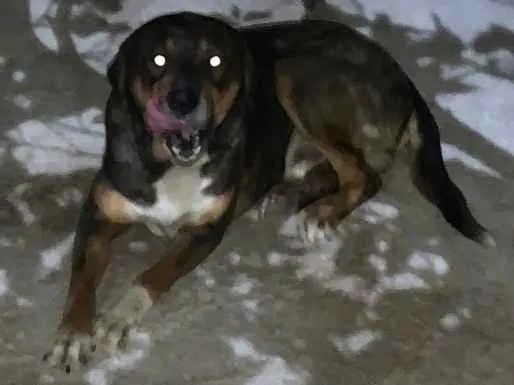 Cachorro ra a Pastor alemão mist. Rottweiler idade 1 ano nome Leopardo 