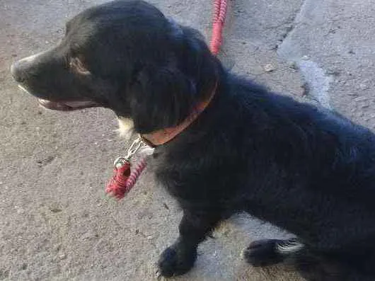 Cachorro ra a Vira lata idade 2 anos nome Pretinha 