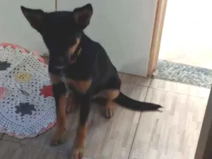 Cachorro raça Blue heller com vira lata idade 2 a 6 meses nome Thor