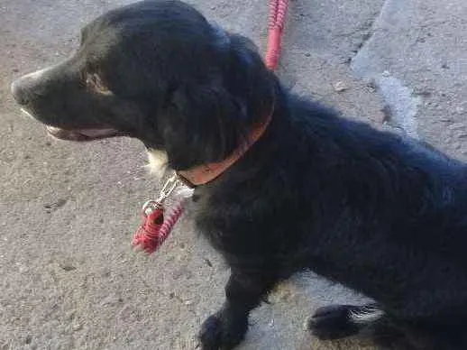 Cachorro ra a Vira lata idade 2 anos nome Pretinha 