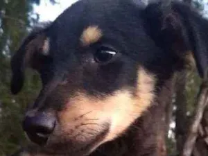 Cachorro raça Sem raça definida idade 2 a 6 meses nome Sem nome*