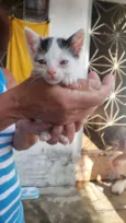 Docinho