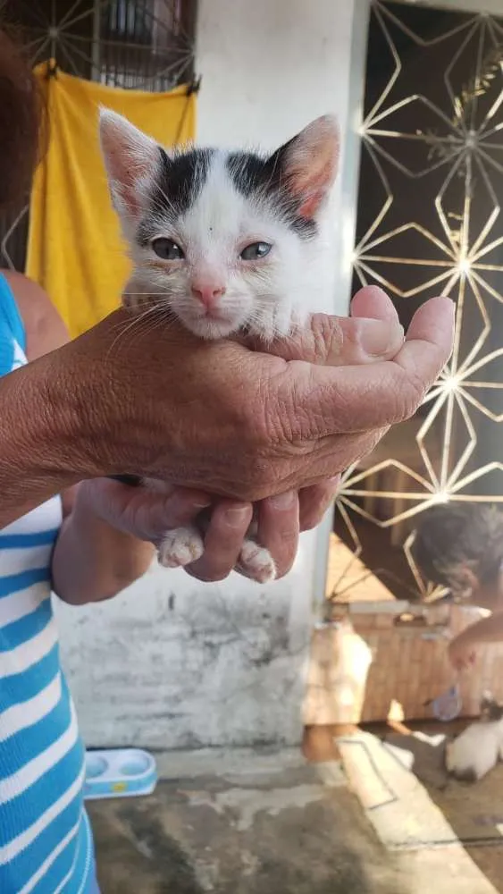 Gato ra a Srd idade 2 a 6 meses nome Docinho