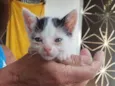 Docinho