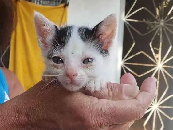 Gato ra a Srd idade 2 a 6 meses nome Docinho