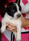 Cachorro raça  idade Abaixo de 2 meses nome Sem nome