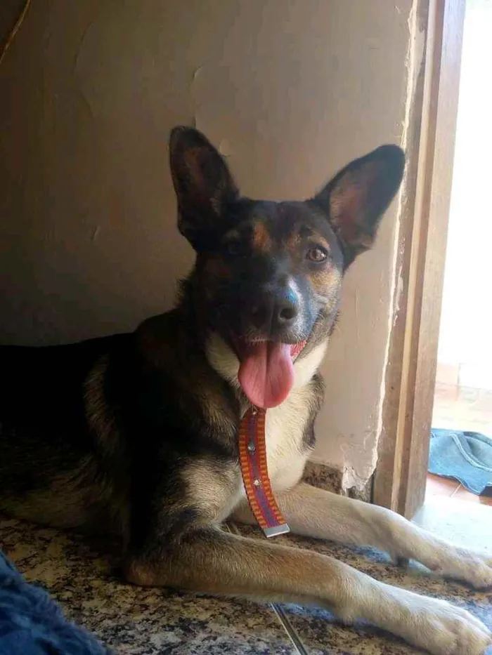 Cachorro raça Vira-lata  idade 3 anos nome Hanna