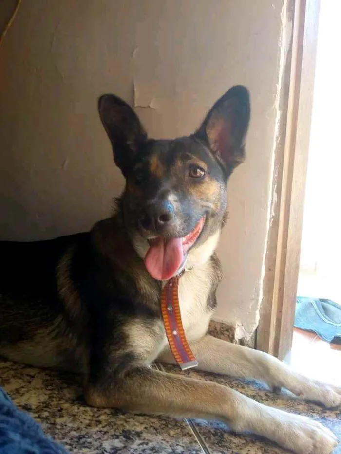 Cachorro raça Vira-lata  idade 3 anos nome Hanna