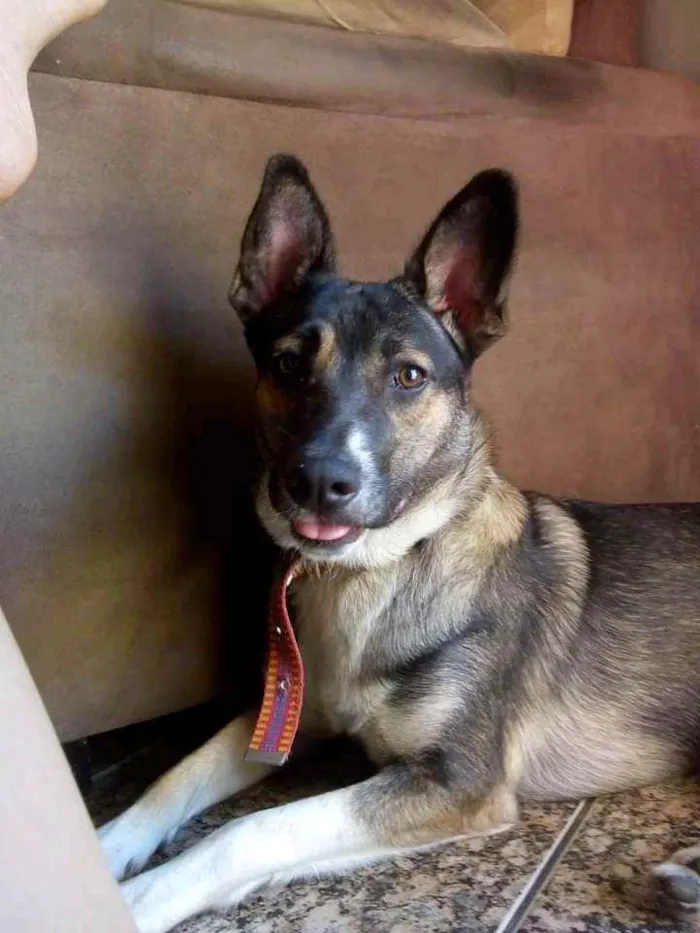 Cachorro raça Vira-lata  idade 3 anos nome Hanna