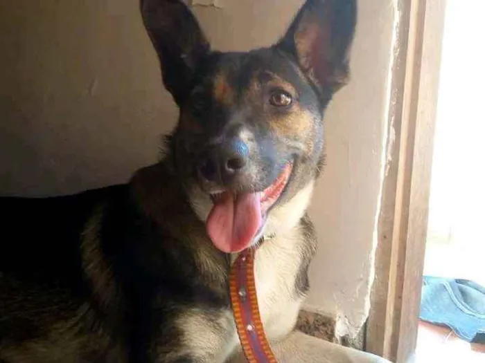 Cachorro raça Vira-lata  idade 3 anos nome Hanna