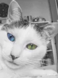 Branca