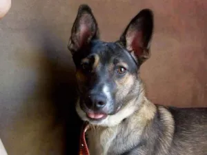 Cachorro raça Vira-lata  idade 3 anos nome Hanna