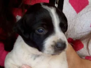 Cachorro raça  idade Abaixo de 2 meses nome Sem nome