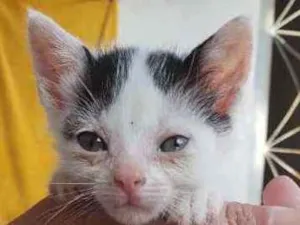 Gato raça Srd idade 2 a 6 meses nome Docinho