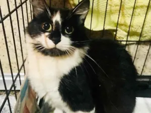 Gato raça Srd idade 1 ano nome Candoca