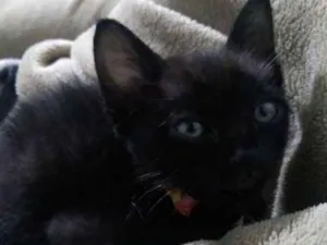 Gato raça SRD idade 2 a 6 meses nome Sem nome