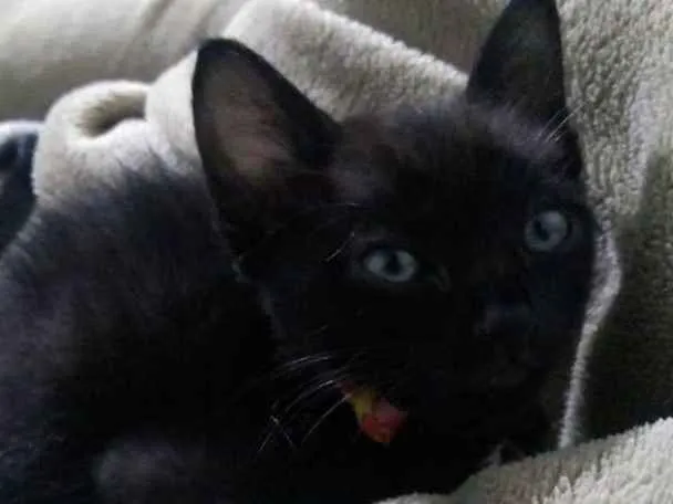 Gato ra a SRD idade 2 a 6 meses nome Sem nome