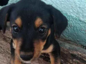 Cachorro raça SRD idade Abaixo de 2 meses nome Sem nome