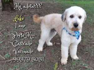 Cachorro raça Poodle 5 idade 1 ano nome Luke