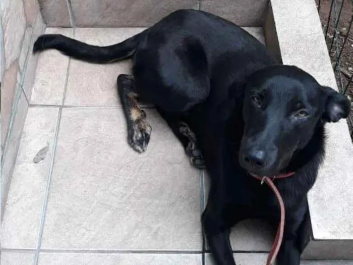 Cachorro ra a SRD idade 2 anos nome Cacau