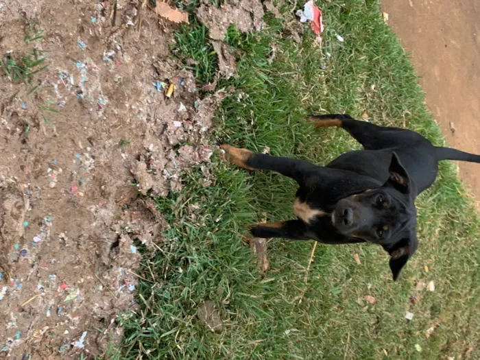 Cachorro ra a vira-lata idade 2 a 6 meses nome sem nome