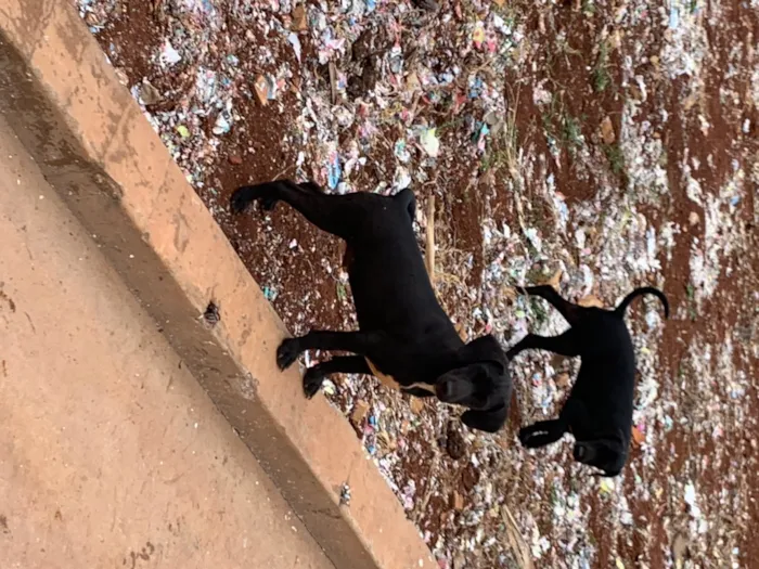 Cachorro ra a vira-lata idade 2 a 6 meses nome sem nome