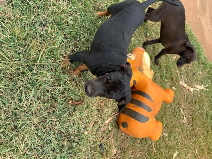 Cachorro ra a vira-lata idade 2 a 6 meses nome sem nome