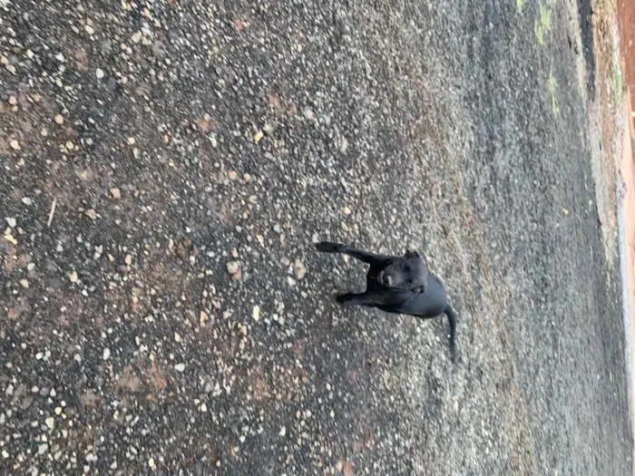 Cachorro ra a vira-lata idade 2 a 6 meses nome sem nome
