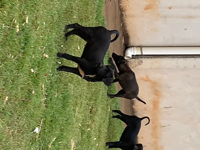 Cachorro ra a vira-lata idade 2 a 6 meses nome sem nome