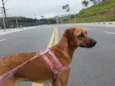 Princesa