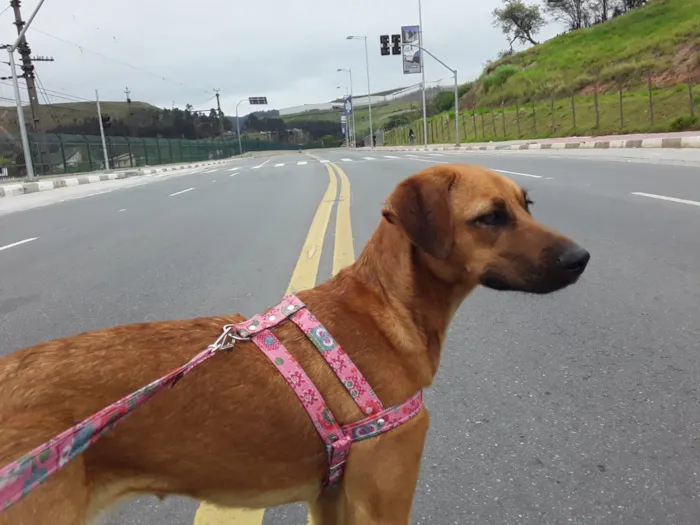 Cachorro raça SRD idade 1 ano nome Princesa