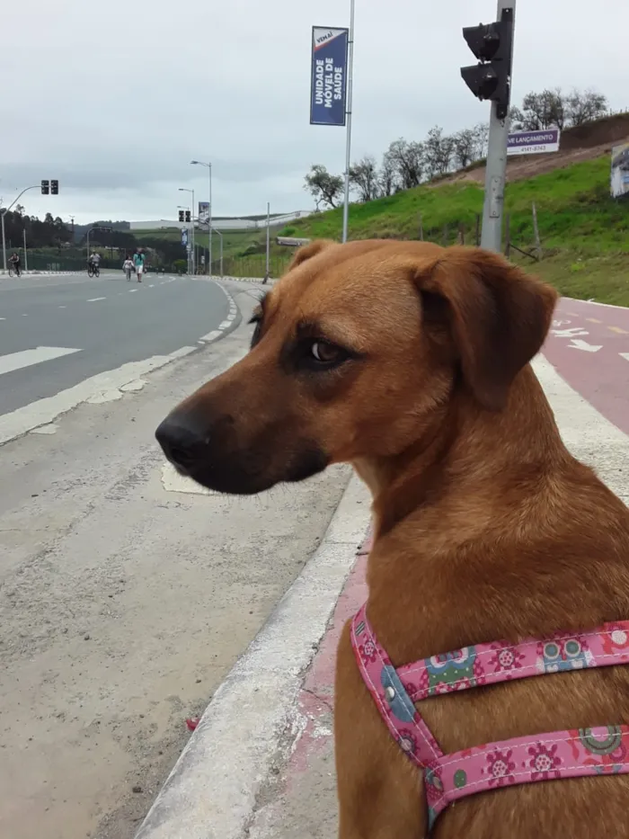 Cachorro raça SRD idade 1 ano nome Princesa