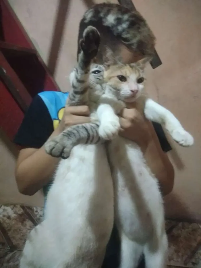 Gato ra a Vira lata idade 1 ano nome Bibi