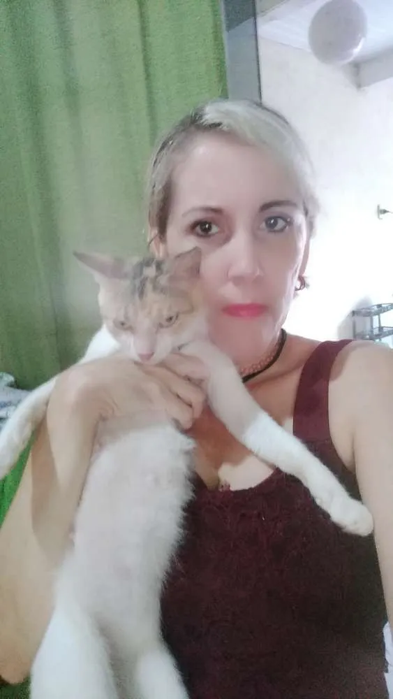 Gato ra a Vira lata idade 1 ano nome Bibi