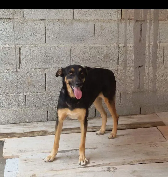 Cachorro ra a Mista idade 6 ou mais anos nome Pretinha