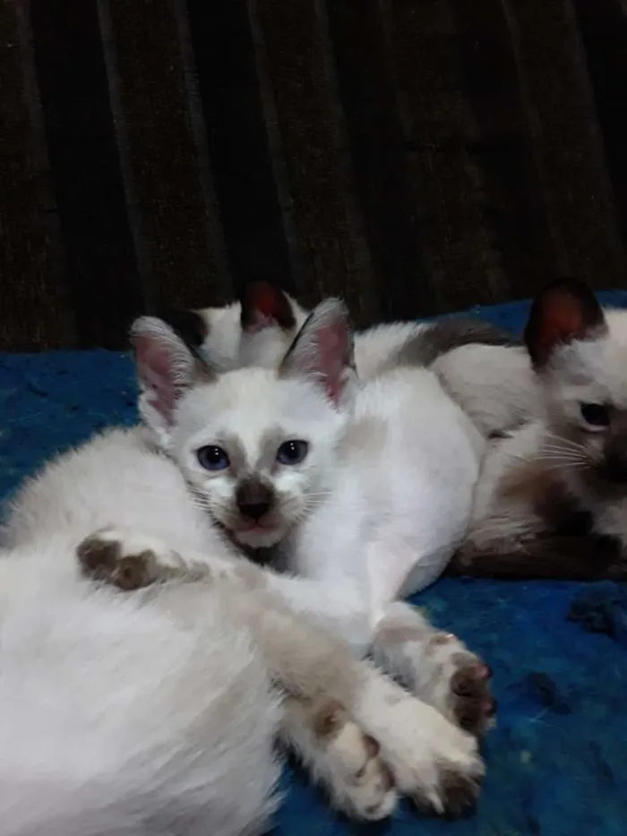 Gato ra a Mestiça meio siamês idade 2 a 6 meses nome Ursinha