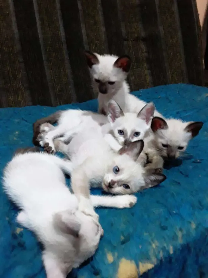 Gato ra a Mestiça meio siamês idade 2 a 6 meses nome Ursinha