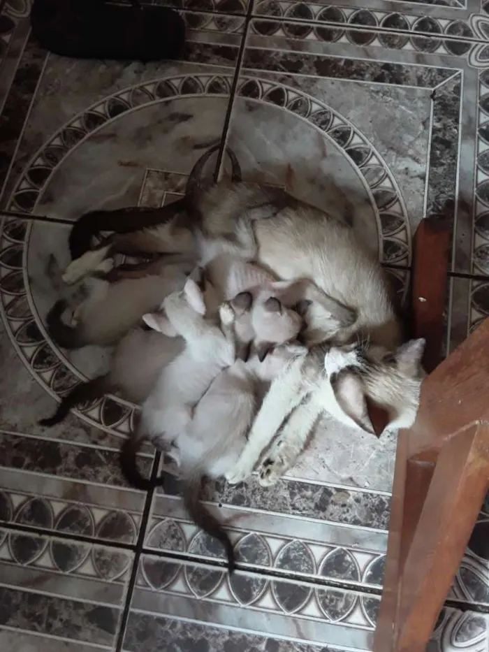 Gato ra a Mestiça meio siamês idade 2 a 6 meses nome Ursinha