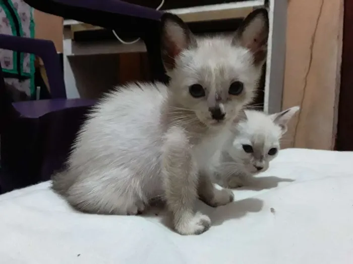 Gato ra a Mestiça meio siamês idade 2 a 6 meses nome Ursinha