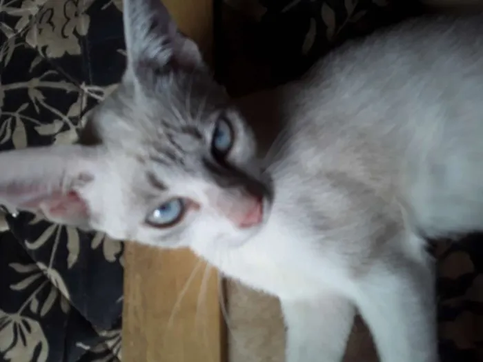 Gato ra a Mestiça meio siamês idade 2 a 6 meses nome Ursinha