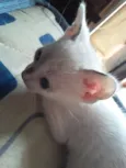 Ursinha