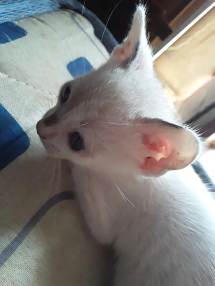 Gato ra a Mestiça meio siamês idade 2 a 6 meses nome Ursinha