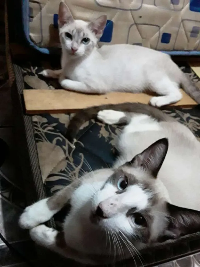 Gato ra a Mestiça meio siamês idade 2 a 6 meses nome Ursinha