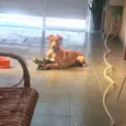 Scooby