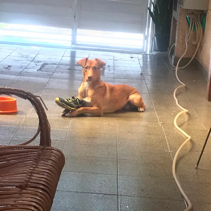 Cachorro ra a Vira lata- mistura com pitbull idade 1 ano nome Scooby