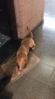 Scooby